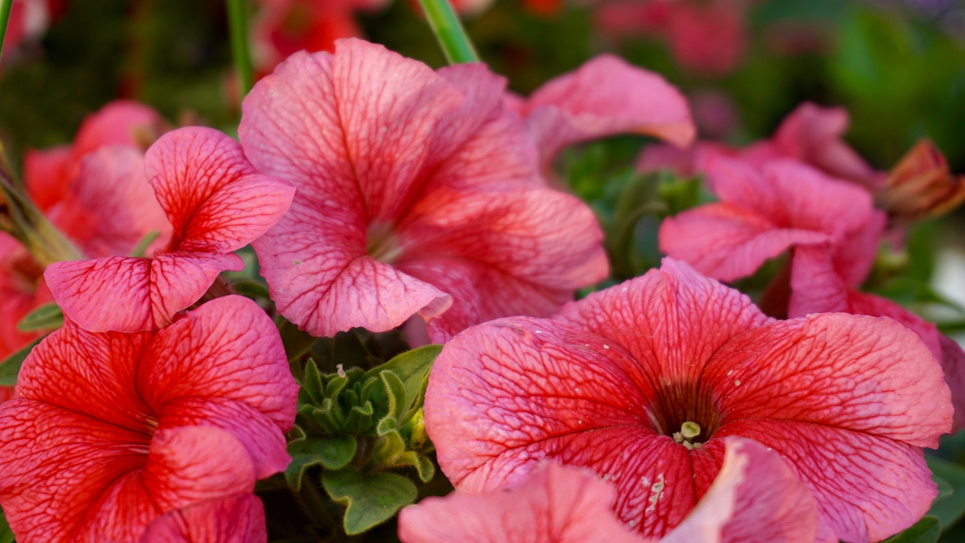 Hoa, màu hồng, hoa nở, thực vật, pink, flower, pink flower, blooming, plant - Pexels 3