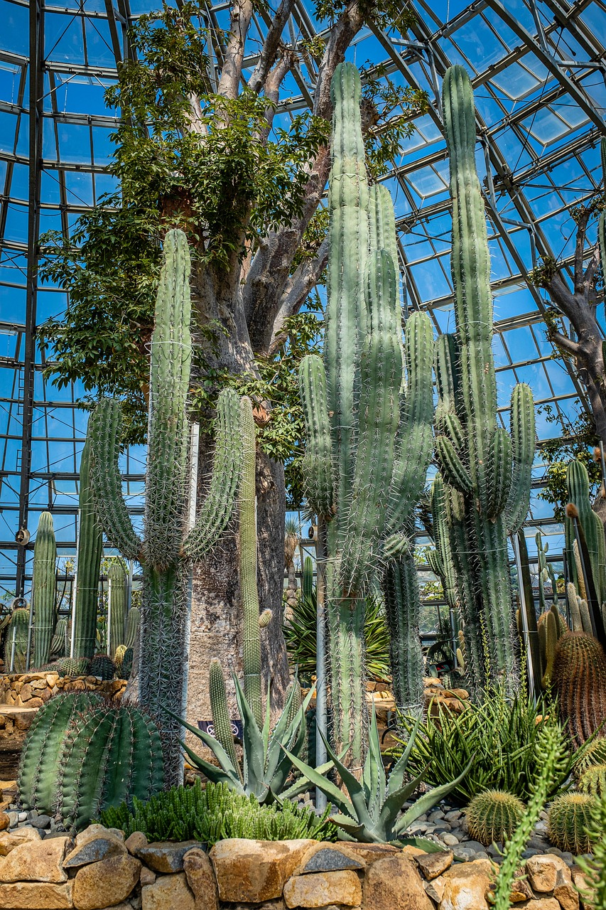 Xương rồng, thực vật, vườn cây, cactus, plants, garden-TieuBaoTruong 1