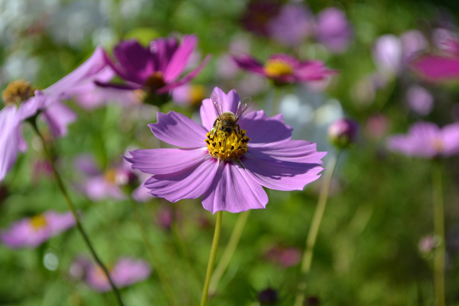 Hoa, màu tím, hoa nở, thực vật, flower, purple flower, blooming, plant - Pexels