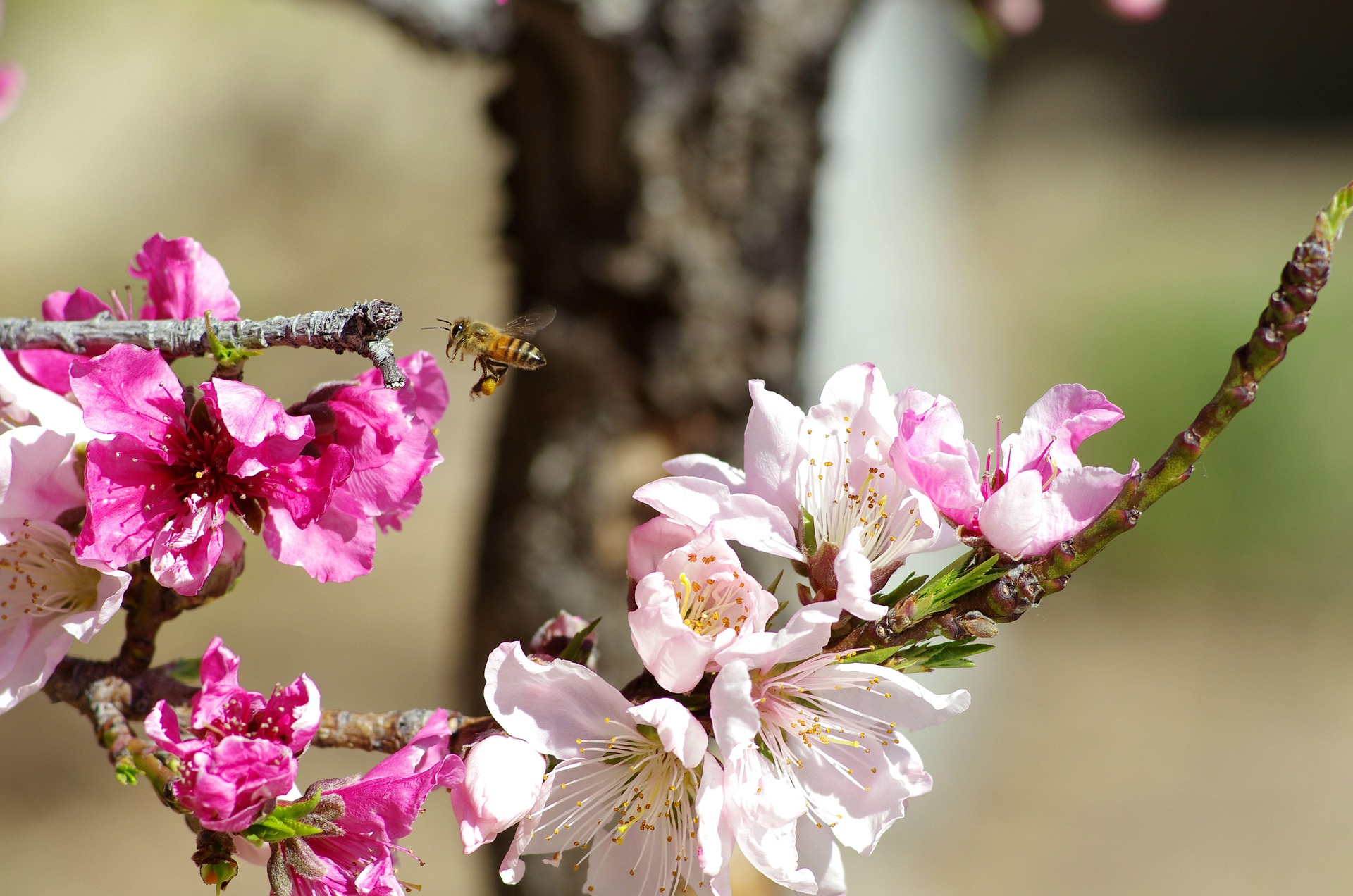 Hoa đào, hoa, màu hồng, hoa nở, thực vật, pink, flower, pink flower, blooming, plant - Pexels