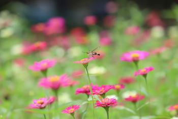 Hoa, màu hồng, hoa nở, thực vật, pink, flower, pink flower-TieuBaoTruong