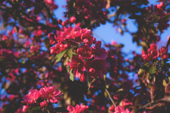 Hoa đào, hoa, màu hồng, hoa nở, thực vật, pink, flower, pink flower, blooming, plant - Pexels