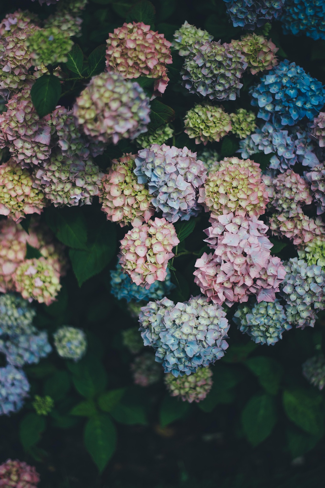 Cẩm tú cầu, hoa, hoa nở, thực vật, hydrangea, flower, blooming, plant - Pexels