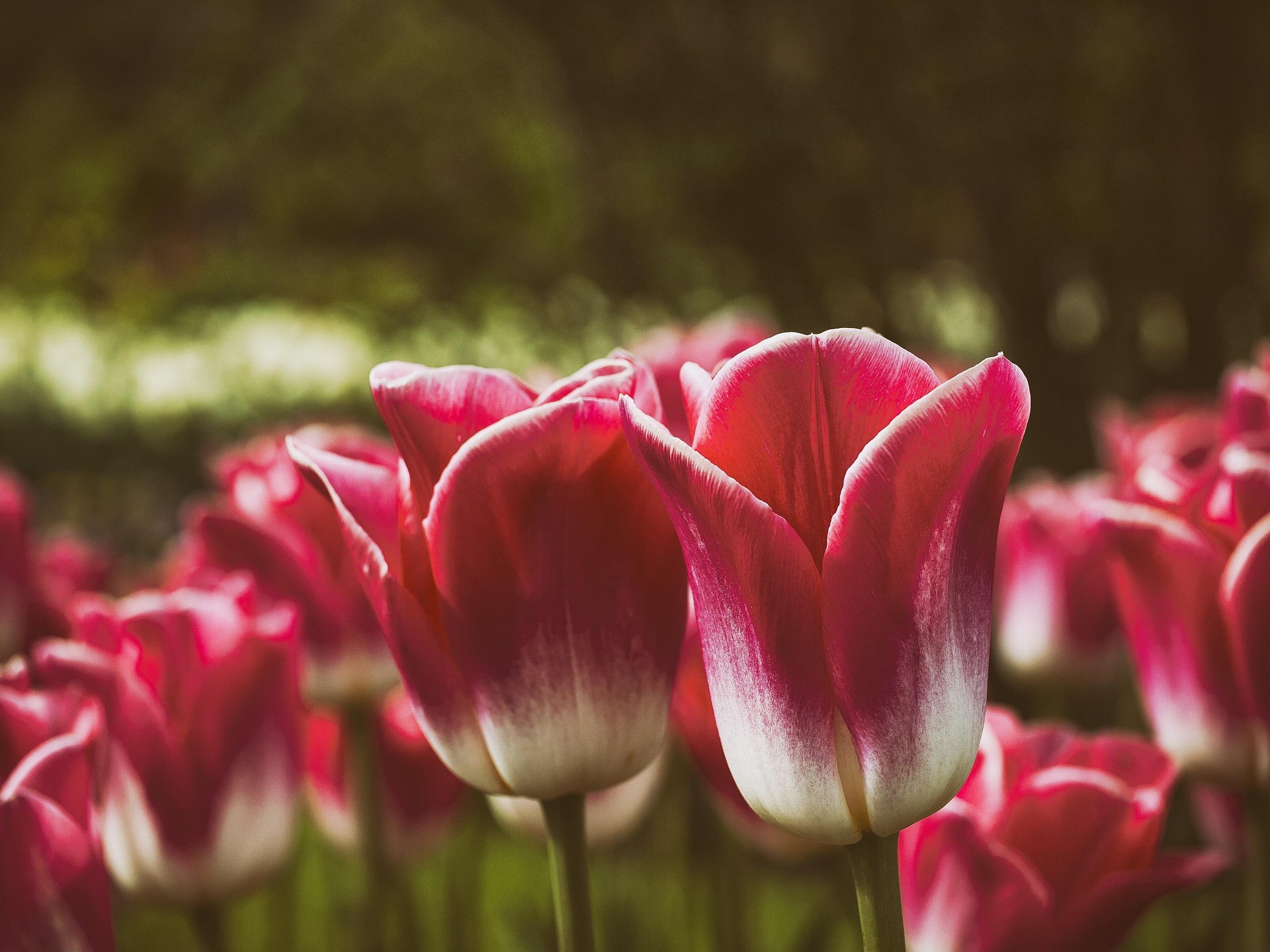 Tulip, hoa, màu hồng, hoa nở, thực vật, pink, flower, pink flower, blooming, plant - Pexels