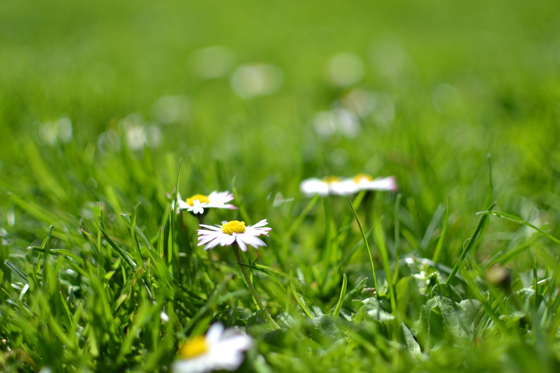 Hoa cúc, hoa, màu trắng, hoa nở, thực vật, daisy, white, flower, white flower, blooming, plant - Pexels