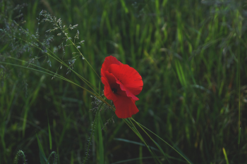 Hoa, màu đỏ, hoa nở, thực vật, red, flower, red flower, blooming, plant - Pexels 1