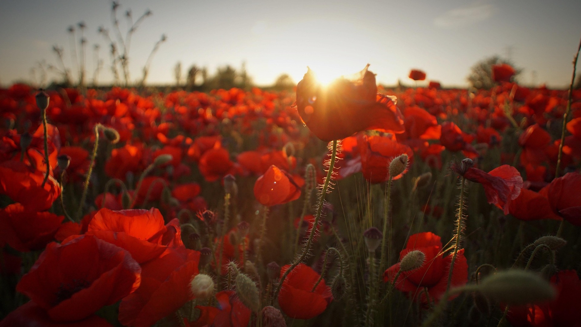 Tulip, hoa, màu đỏ, hoa nở, thực vật, red, flower, red flower, blooming, plant - Pexels 2