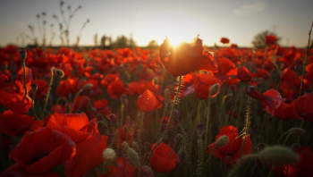 Tulip, hoa, màu đỏ, hoa nở, thực vật, red, flower, red flower, blooming, plant - Pexels 2