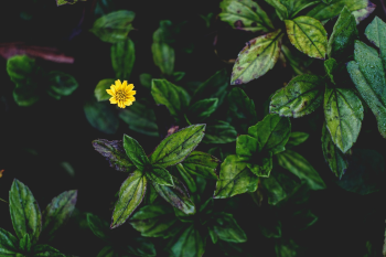 Cúc vàng, hoa, màu vàng, hoa nở, thực vật, chrysanthemum, yellow, flower, yellow flower, blooming, plant - Pexels