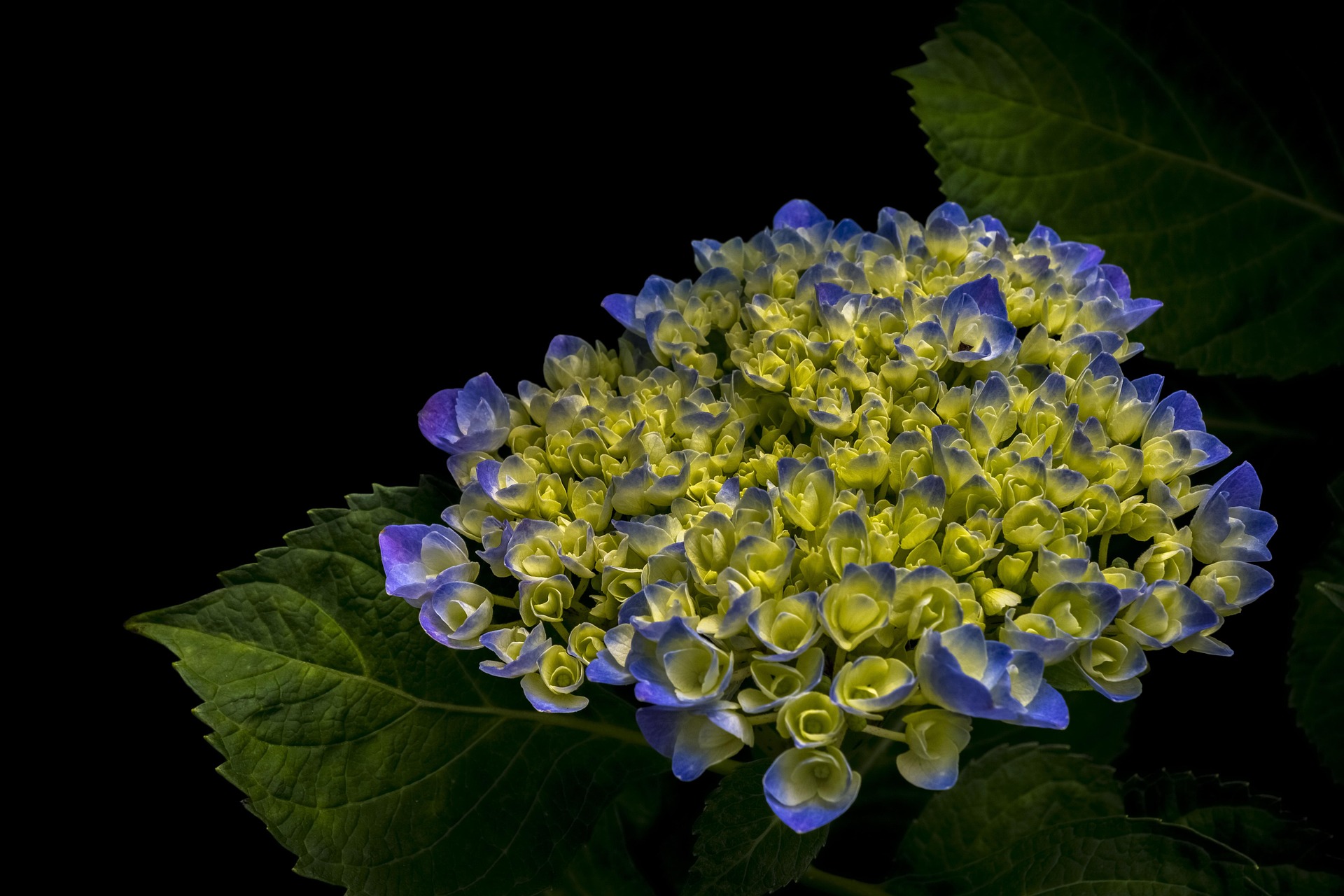 Cẩm tú cầu, hoa, màu tím, hoa nở, thực vật, flower, purple flower, blooming, plant - Pexels 13 2
