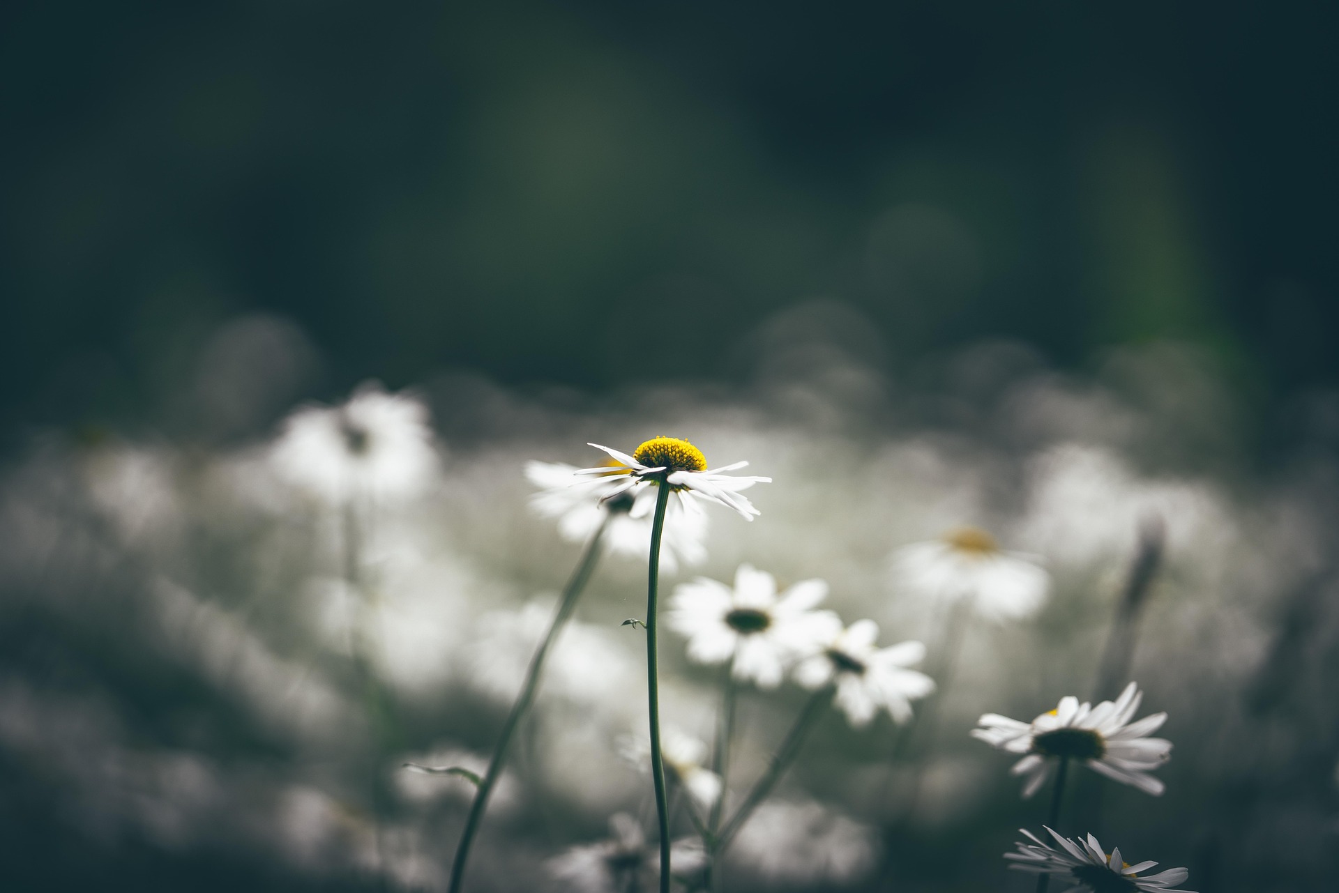 Hoa cúc, hoa, màu trắng, hoa nở, thực vật, daisy, white, flower, white flower, blooming, plant - Pexels