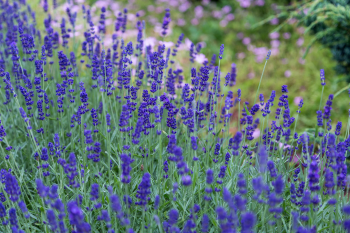 Hoa, màu tím, hoa nở, thực vật, flower, purple flower, blooming, plant - Pexels 5