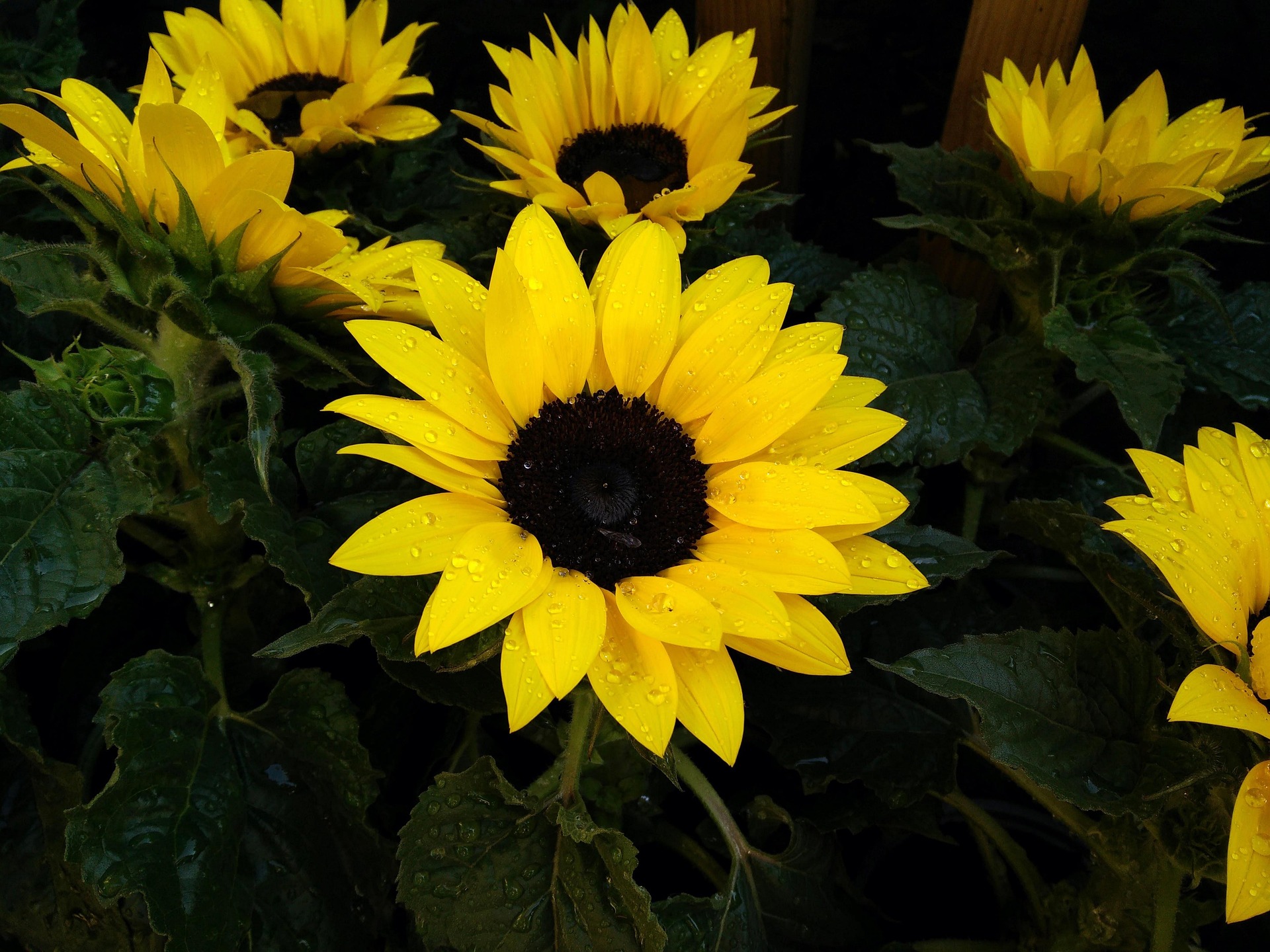 Hướng dương, hoa, màu vàng, hoa nở, thực vật, sunflower, yellow, flower, yellow flower, blooming, plant - Pexels