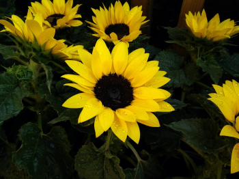 Hướng dương, hoa, màu vàng, hoa nở, thực vật, sunflower, yellow, flower, yellow flower, blooming, plant - Pexels