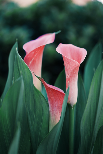 Hoa, màu hồng, hoa nở, thực vật, pink, flower, pink flower, blooming, plant - Pexels 9