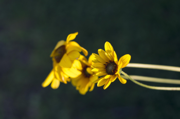 Cúc vàng, hoa, màu vàng, hoa nở, thực vật, chrysanthemum, yellow, flower, yellow flower, blooming, plant - Pexels