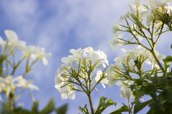 Hoa sứ, hoa, màu trắng, hoa nở, thực vật, white, flower, white flower, blooming, plant - Pexels 5