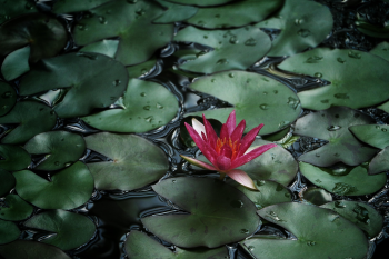 Bông súng, water lily, hoa, màu hồng, hoa nở, thực vật, pink, flower, pink flower, blooming, plant - Pexels 10
