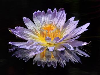 Bông súng, hoa, màu tím, hoa nở, thực vật, water lily, flower, purple flower, blooming, plant - Pexels 13 1