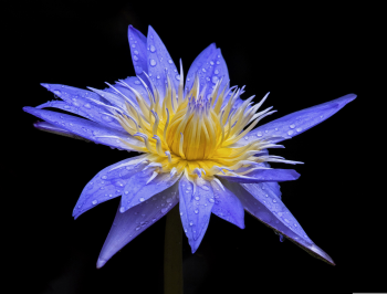 Bông súng, hoa, màu tím, hoa nở, thực vật, water lily, flower, purple flower, blooming, plant - Pexels 13 2