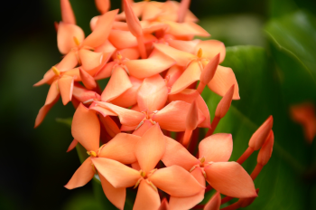Hoa trang, hoa, màu cam, hoa nở, thực vật, orange, flower, orange flower, blooming, plant - Pexels 3