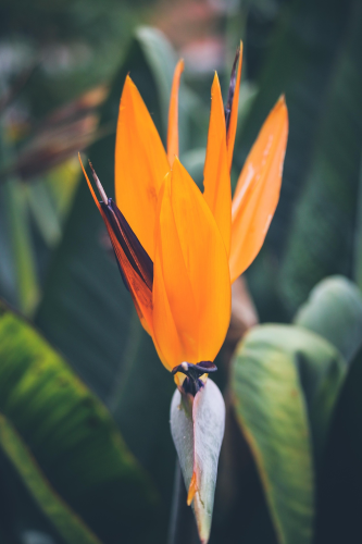 Hoa chim thiên đường, hoa, màu cam, hoa nở, thực vật, orange, flower, orange flower, blooming, plant - Pexels