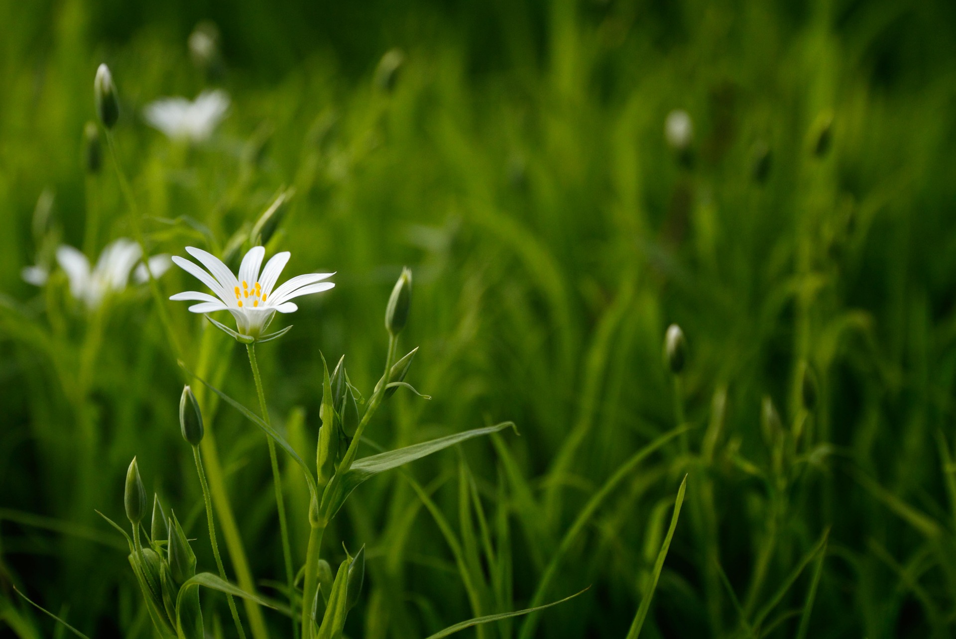 Hoa cúc, hoa, màu trắng, hoa nở, thực vật, daisy, white, flower, white flower, blooming, plant - Pexels