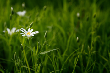 Hoa cúc, hoa, màu trắng, hoa nở, thực vật, daisy, white, flower, white flower, blooming, plant - Pexels