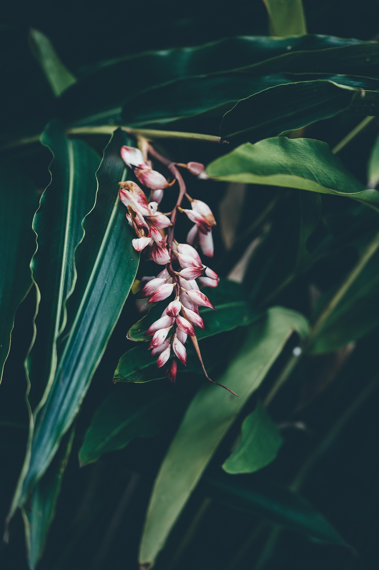 Hoa, màu trắng, hoa nở, thực vật, white, flower, white flower, blooming, plant - Pexels 7