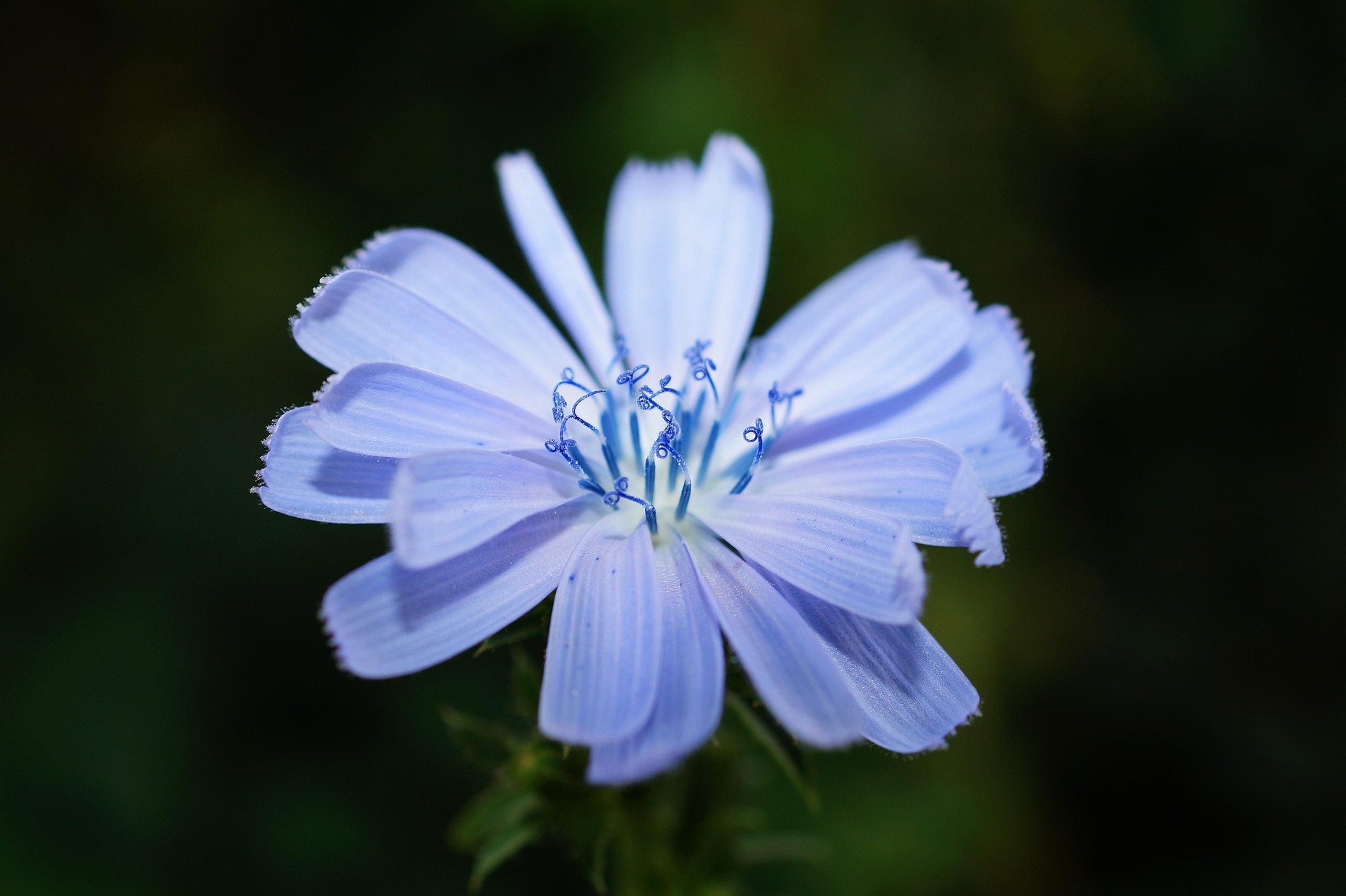 Hoa, màu tím, hoa nở, thực vật, flower, purple flower, blooming, plant - Pexels 6