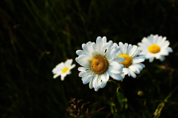 Hoa cúc, hoa, màu trắng, hoa nở, thực vật, daisy, white, flower, white flower, blooming, plant - Pexels