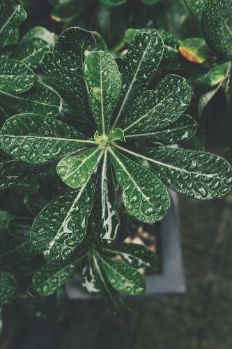 Lá, rau, thực vật, leaves, vegetables, plants - Pexels 1