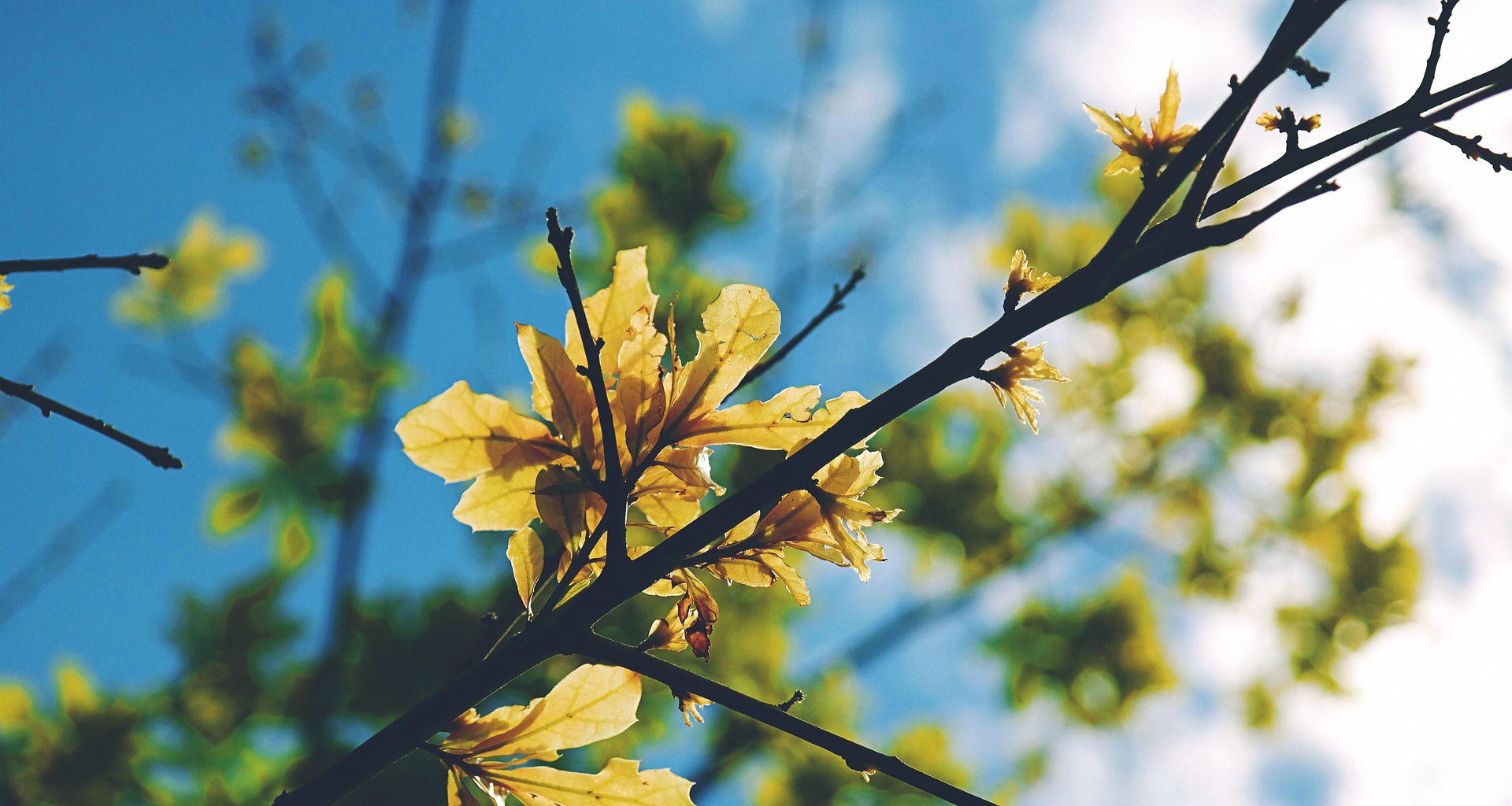 Hoa, màu vàng, hoa nở, thực vật, yellow, flower, yellow flower, blooming, plant - Pexels 7