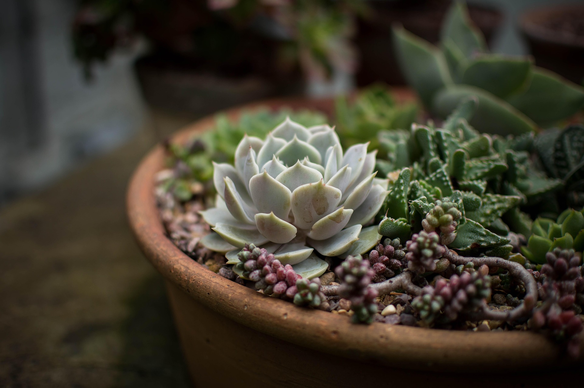 Sen đá, lá, thực vật, stone lotus, leaves, plants - Pexels