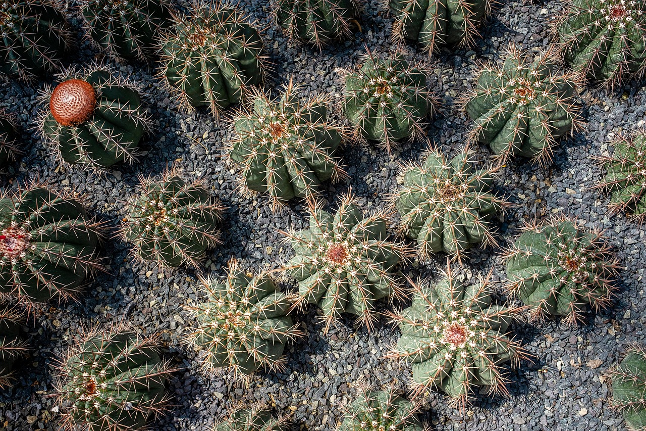 Xương rồng, thực vật, vườn cây, cactus, plants, garden-TieuBaoTruong 3