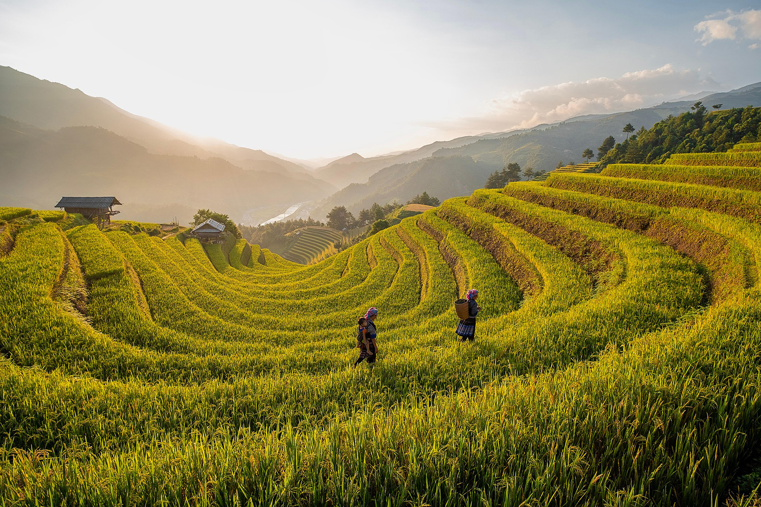 Ruộng bậc thang, miền núi, vùng cao, terraced fields, mountainous areas, highlands -TieuBaoTruong