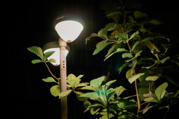 Cây, tree, đèn đường, đèn,  street lights, lamps, thiên nhiên, natural- vutrantv