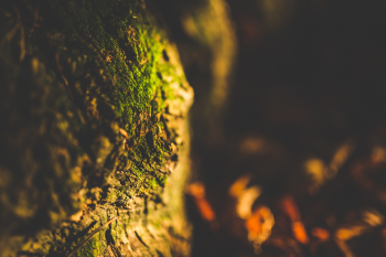 Rêu, rêu xanh, thực vật, moss, plants - Pexels