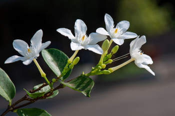 Hoa lài, jasmine flower,hoa, màu trắng, hoa nở, thực vật, white, flower, white flower-TieuBaoTruong