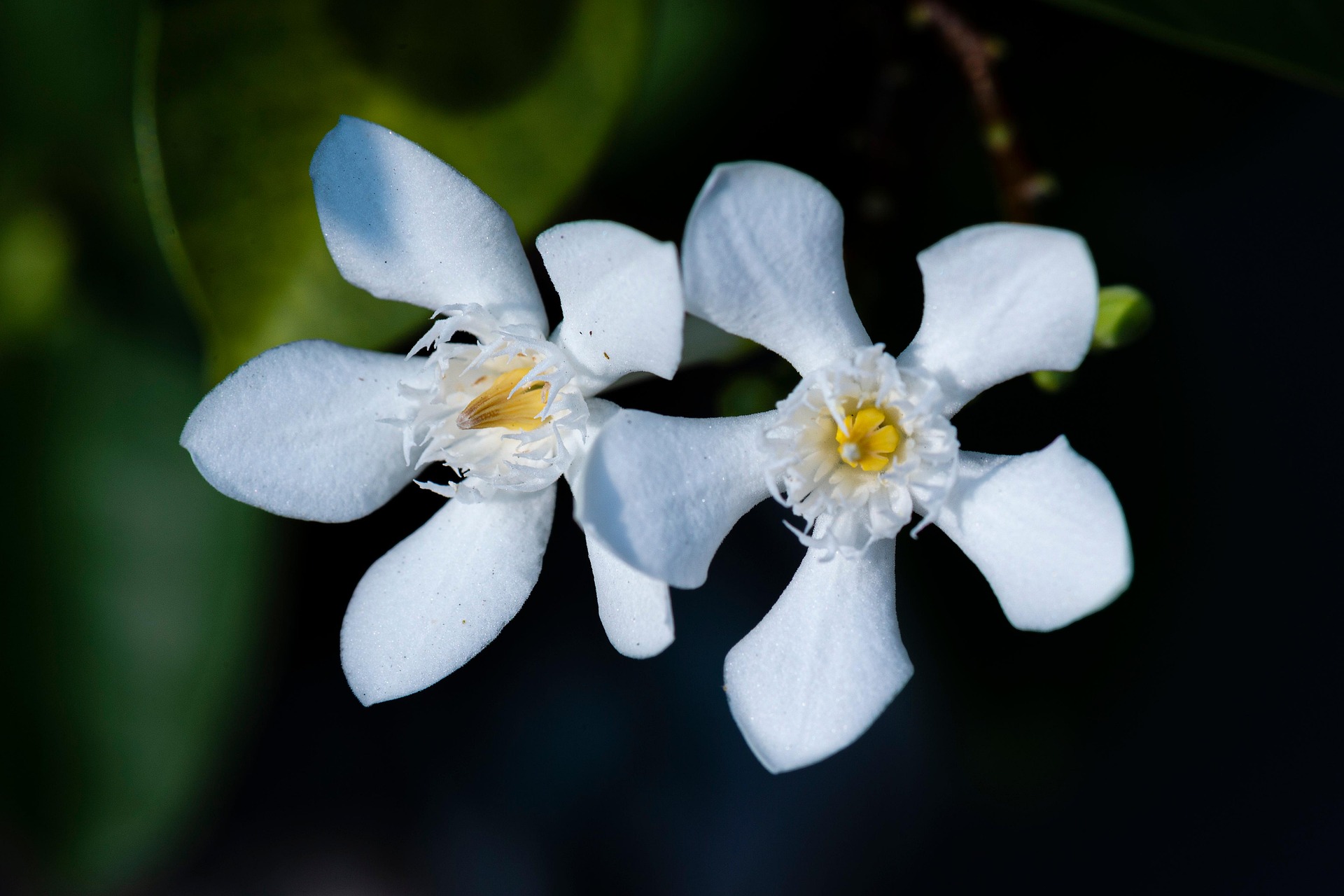 Hoa lài, jasmine flower,hoa, màu trắng, hoa nở, thực vật, white, flower, white flower-TieuBaoTruong 1