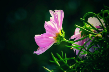 Hoa, màu hồng, hoa nở, thực vật, pink, flower, pink flower, blooming, plant- Tho-Ge