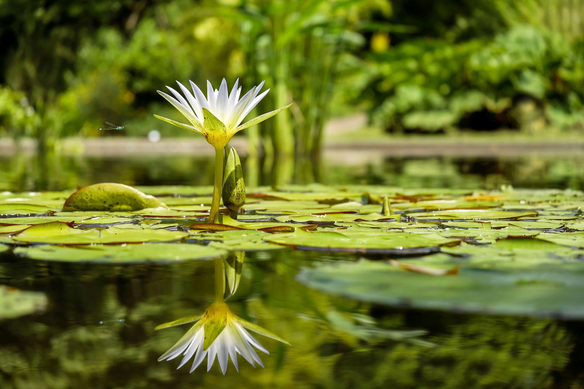 Hoa súng, water lily, hoa, màu trắng, hoa nở, thực vật, white, flower, white flower -Couleur