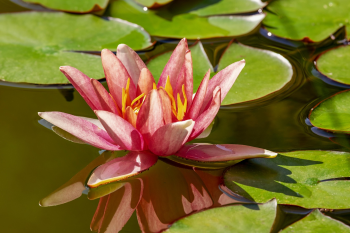 Hoa súng, water lily, hoa, màu hồng, hoa nở, thực vật, pink, flower, pink flower - Couleur