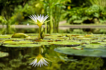 Hoa súng, water lily, hoa, màu trắng, hoa nở, thực vật, white, flower, white flower -Couleur