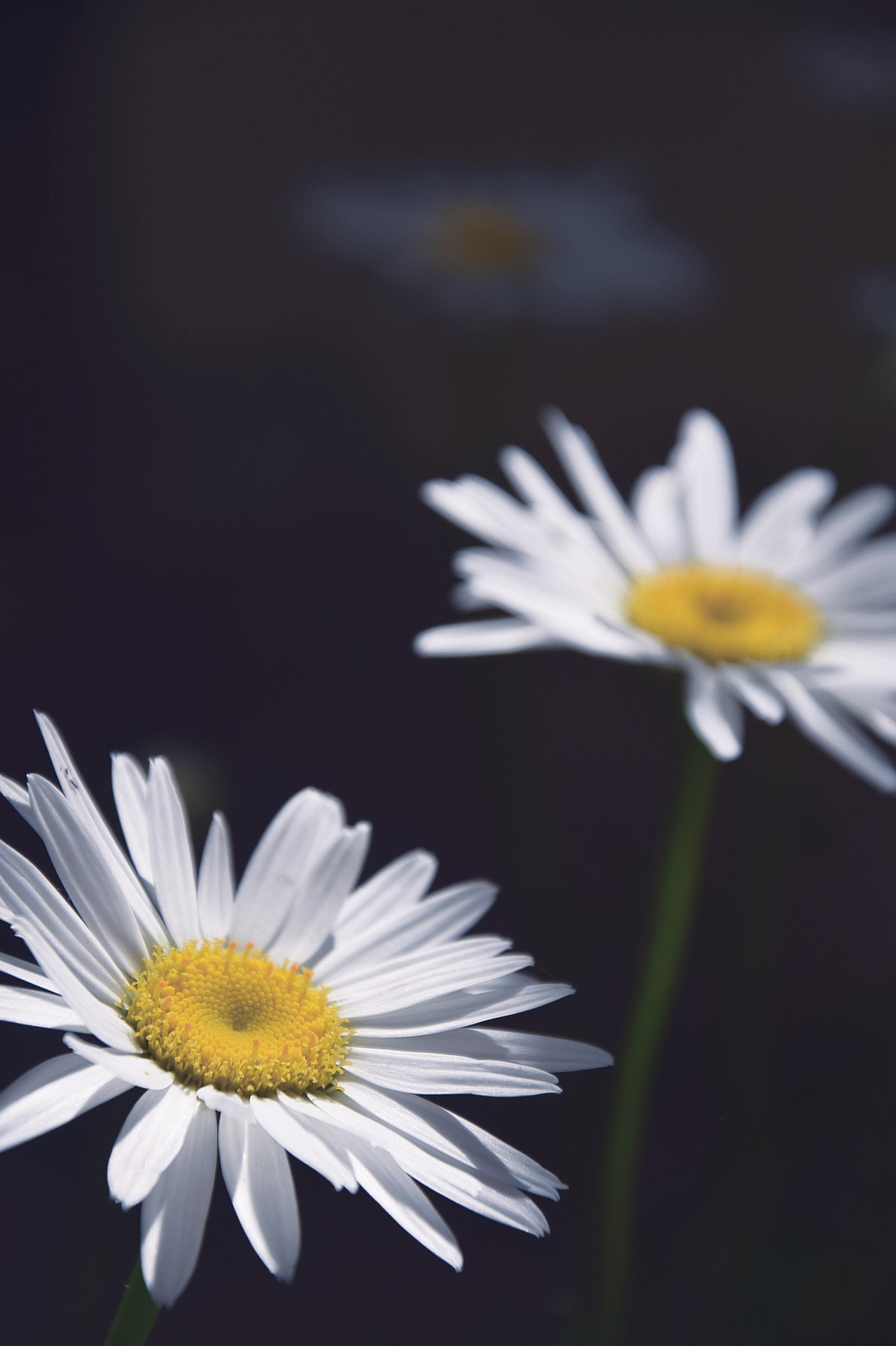 Hoa cúc, hoa, màu trắng, hoa nở, thực vật, daisy, white, flower, white flower, blooming, plant - Pexels