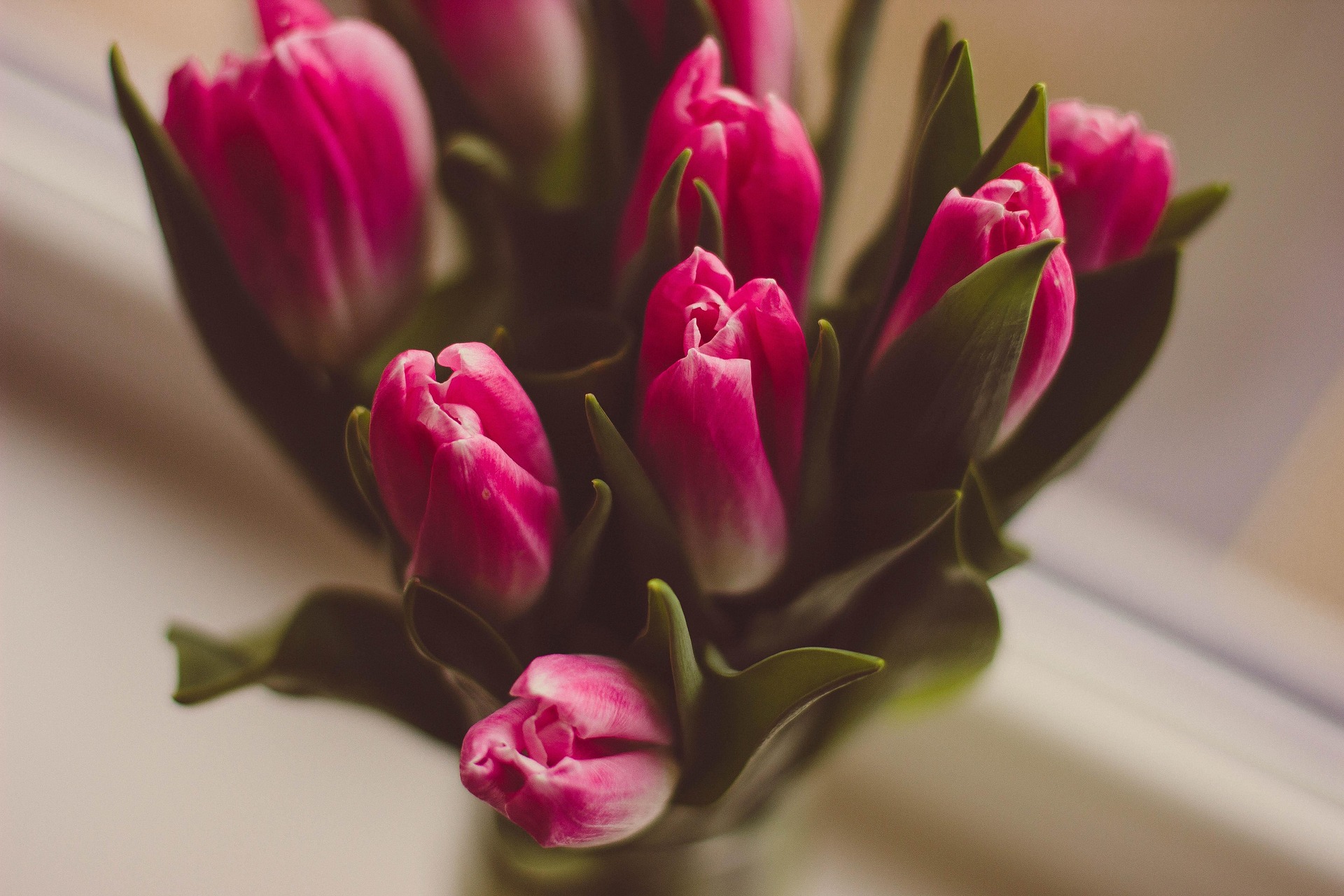 Tulip, hoa, màu hồng, hoa nở, thực vật, pink, flower, pink flower, blooming, plant - Pexels 11