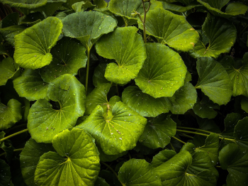 Rau má, lá, rau, thực vật, pennywort, leaves, vegetables, plants - Pexels 2