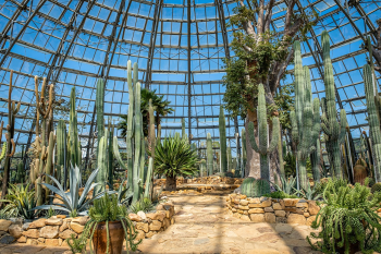 Xương rồng, thực vật, vườn cây, cactus, plants, garden-TieuBaoTruong 4