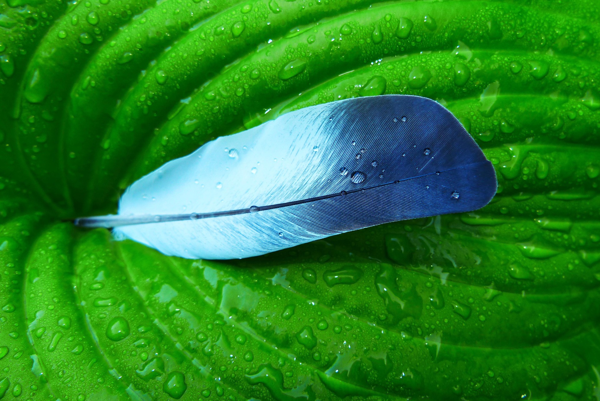 Feather, lông vũ, leaf, chiếc lá, waterdrop, giọt nước, nature, thiên nhiên - krzysztofniewolny