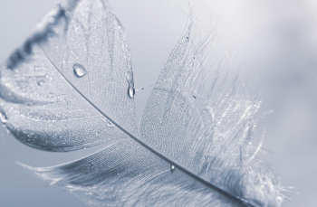 Feather, lông vũ, trắng, white, soft, mềm mại, delicate, tinh tế - 172619_II